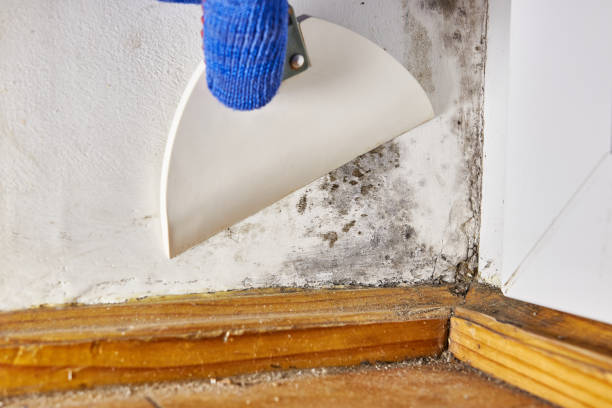 Biohazard Mold Removal in Town N Country, FL